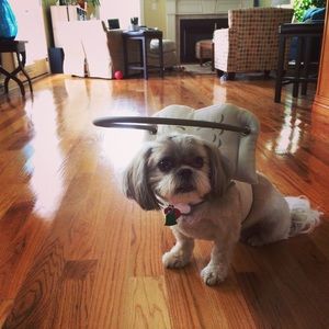 Muffin’s Halo for blind dogs. Size L. (Size chart in photos.)